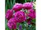 Ruža Blue Eden PBR, 30/50 cm, v črepníku 5l Rosa BLUE EDEN ‘Wekisosblip‘
