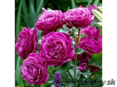 Ruža Blue Eden PBR, 30/50 cm, v črepníku 5l Rosa BLUE EDEN ‘Wekisosblip‘