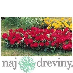 Ruža čajová Red Fairy, v črepníku Rosa Red Fairy