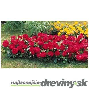 Ruža čajová Red Fairy, v črepníku Rosa Red Fairy