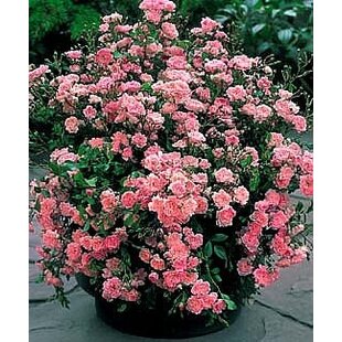 Ruža čajová The Fairy, v črepníku Rosa The Fairy