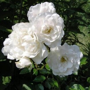 Ruža čajová White Fairy, v črepníku 2l Rosa White Fairy