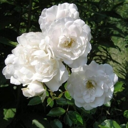 Ruža čajová White Fairy, v črepníku 2l Rosa White Fairy