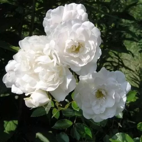 Ruža čajová White Fairy, v črepníku 2l Rosa White Fairy