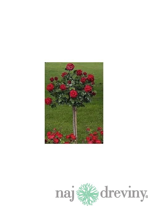 Ruža červená na kmienku 90/110cm, v črepníku Rosa