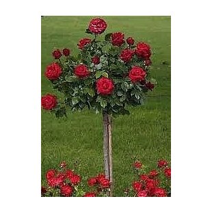 Ruža červená na kmienku 90/110cm, v črepníku Rosa