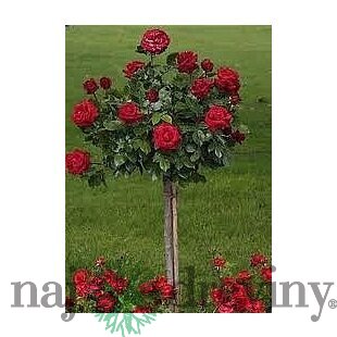 Ruža červená na kmienku 90/110cm, v črepníku Rosa