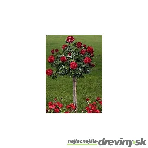 Ruža červená na kmienku 90/110cm, v črepníku Rosa