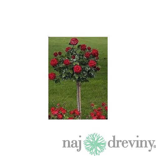 Ruža červená na kmienku 90/110cm, v črepníku Rosa