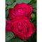 Ruža DOMINICA DENSIFLORA ‘Intercomdoor‘, na kmienku 100/120 cm, v črepníku 7l Rosa DOMINICA DENSIFLORA ‘Intercomdoor‘