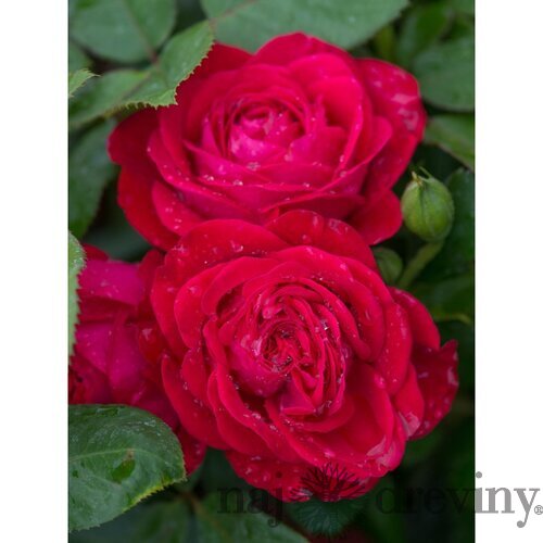 Ruža DOMINICA DENSIFLORA ‘Intercomdoor‘, na kmienku 100/120 cm, v črepníku 7l Rosa DOMINICA DENSIFLORA ‘Intercomdoor‘