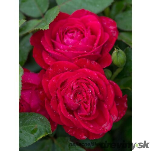 Ruža DOMINICA DENSIFLORA ‘Intercomdoor‘, na kmienku 100/120 cm, v črepníku 7l Rosa DOMINICA DENSIFLORA ‘Intercomdoor‘