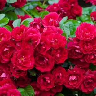 Ruža FAIRY DANCE ‘Harward‘ 20/40 cm v črepníku 2l Rosa FAIRY DANCE ‘Harward‘