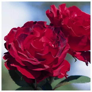 Ruža Homage u Barbara, v črepníku Rose Homage u Barbara