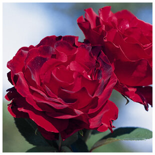 Ruža Homage u Barbara, v črepníku Rose Homage u Barbara