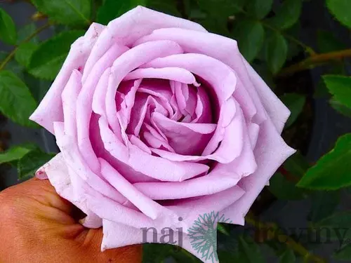 Ruža kríčková Indigoletta, v črepníku Rosa Indigoletta