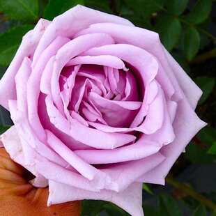 Ruža kríčková Indigoletta, v črepníku Rosa Indigoletta