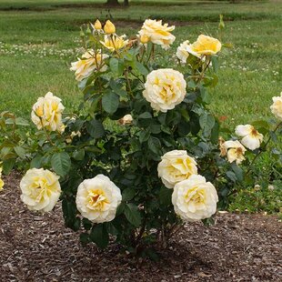 Ruža kríčková Sunshine Lady, 20/40cm, v črepníku Rosa Sunshine Lady