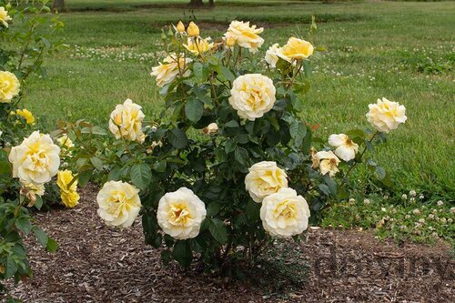 Ruža kríčková Sunshine Lady, 20/40cm, v črepníku Rosa Sunshine Lady