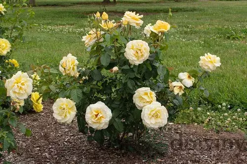 Ruža kríčková Sunshine Lady, 20/40cm, v črepníku Rosa Sunshine Lady