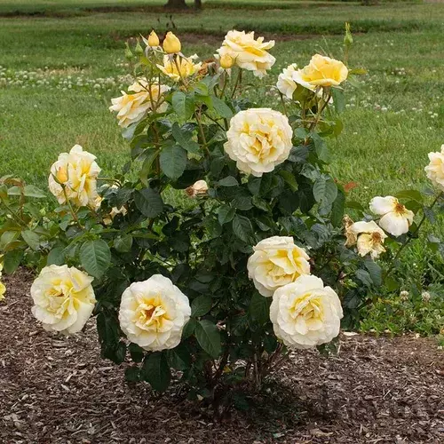 Ruža kríčková Sunshine Lady, 20/40cm, v črepníku Rosa Sunshine Lady