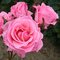 Ruža kríčková The Queen, 20/40cm, v črepníku Rosa The Queen