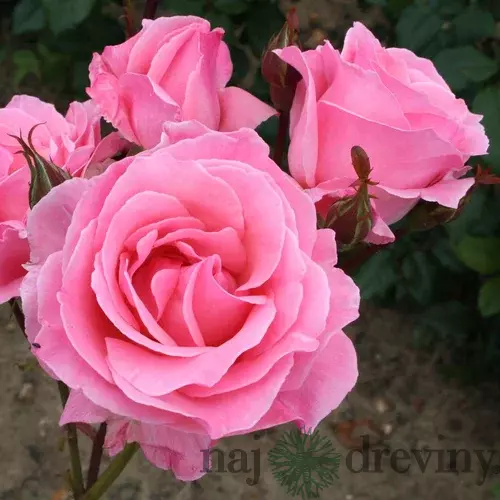 Ruža kríčková The Queen, 20/40cm, v črepníku Rosa The Queen