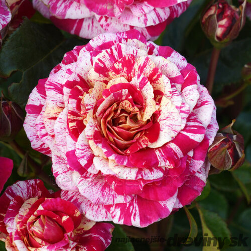 Ruža kríčková Tricolor 20/40 cm v črepníku 2l  Rosa miniature ‘Tricolor‘