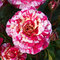 Ruža kríčková Tricolor 20/40 cm v črepníku 2l  Rosa miniature ‘Tricolor‘
