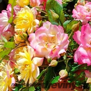 Ruža kríčková Tricolor 20/40 cm v črepníku 2l  Rosa miniature ‘Tricolor‘