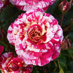 Ruža kríčková Tricolor 20/40 cm v črepníku 2l  Rosa miniature ‘Tricolor‘