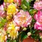 Ruža kríčková Tricolor 20/40 cm v črepníku 2l  Rosa miniature ‘Tricolor‘