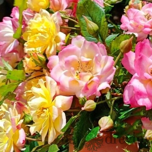 Ruža kríčková Tricolor 20/40 cm v črepníku 2l  Rosa miniature ‘Tricolor‘