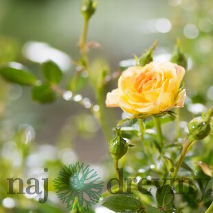 Ruža mini Fairy Yellow, v črepníku Rosa Floribunda mini fairy yellow