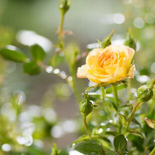 Ruža mini Fairy Yellow, v črepníku Rosa Floribunda mini fairy yellow