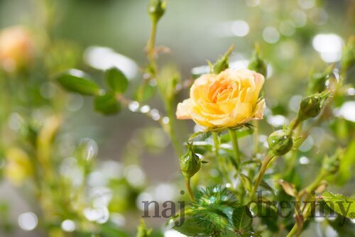 Ruža mini Fairy Yellow, v črepníku Rosa Floribunda mini fairy yellow