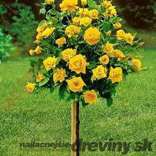Ruža na kmienku Absolutely Fabulouse, výška 90/110 cm, v črepníku 7l Rosa