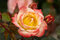 Ruža na kmienku Bradford, výška 80/100 cm, v črepníku 7l Rosa pienna Bradford