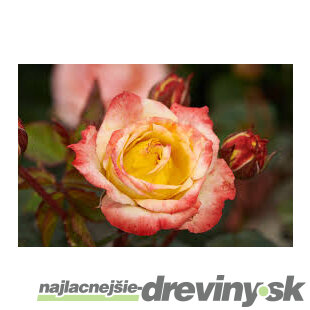 Ruža na kmienku Bradford, výška 80/100 cm, v črepníku 7l Rosa pienna Bradford