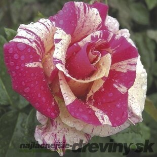 Ruža na kmienku Candyland, výška 130/150 cm, v črepníku 15l Rosa pienna Candyland