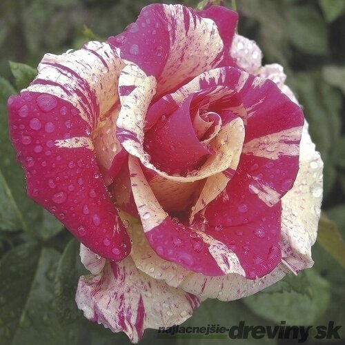 Ruža na kmienku Candyland, výška 130/150 cm, v črepníku 15l Rosa pienna Candyland