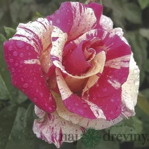 Ruža na kmienku Candyland, výška 130/150 cm, v črepníku 15l Rosa pienna Candyland