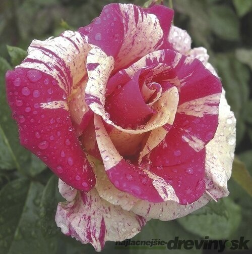 Ruža na kmienku Candyland, výška 130/150 cm, v črepníku 15l Rosa pienna Candyland