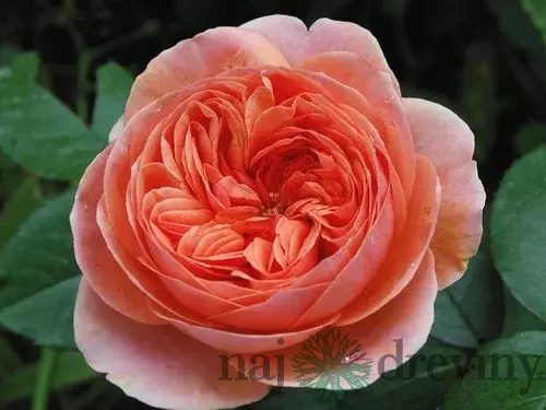 Ruža na kmienku Chippendale, výška 130/150 cm, v črepníku 15l Rosa pienna Chippendale