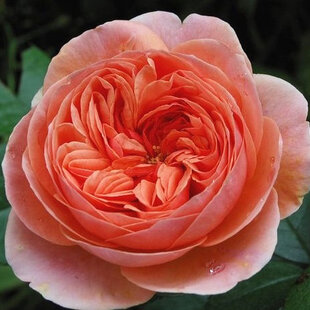 Ruža na kmienku Chippendale, výška 130/150 cm, v črepníku 15l Rosa pienna Chippendale