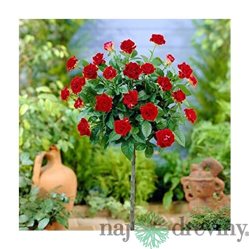 Ruža na kmienku Cygne Noire, v črepníku 90/110cm Rosa