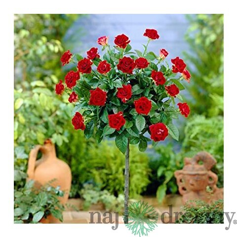 Ruža na kmienku Cygne Noire, v črepníku 90/110cm Rosa