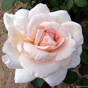 Ruža na kmienku ‘Grand Mogul‘ - krémová, výška kmienka 90/110 cm, v črepníku 7l Rosa ‘Grand Mogul‘