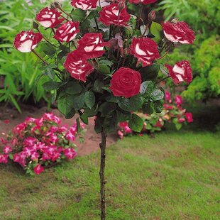 Ruža na kmienku Jubilé du Prince do Monaco, v črepníku 90/110cm Rosa