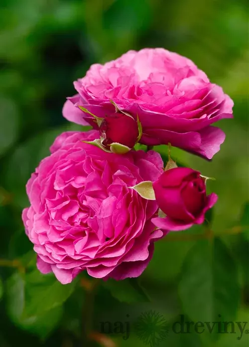 Ruža na kmienku Kaffe Fasset, výška 90/110 cm, v črepníku 7l Rosa Kaffe Fasset
